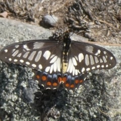 Papilio anactus (Dainty Swallowtail) at Tuggeranong Hill - 7 Feb 2019 by Owen