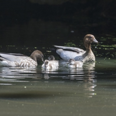 Chenonetta jubata (Australian Wood Duck) at ANBG - 8 Feb 2019 by AlisonMilton