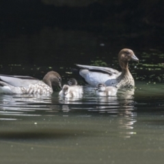 Chenonetta jubata (Australian Wood Duck) at ANBG - 8 Feb 2019 by AlisonMilton