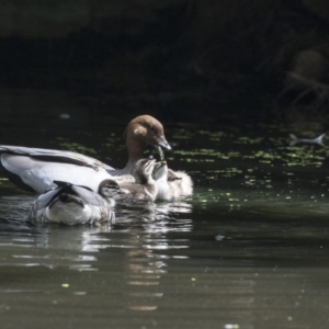 Chenonetta jubata at Acton, ACT - 8 Feb 2019