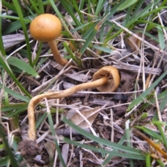 zz agaric (stem; gills not white/cream) at Dunlop, ACT - 7 Feb 2019 by purple66