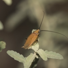 Ellipsidion sp. (genus) (A diurnal cockroach) at ANBG - 7 Feb 2019 by AlisonMilton