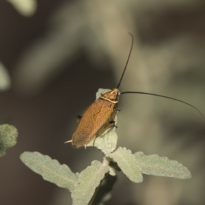 Ellipsidion sp. (genus) at Acton, ACT - 8 Feb 2019