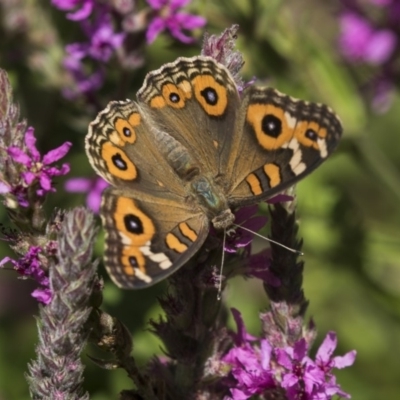 Junonia villida (Meadow Argus) at Acton, ACT - 8 Feb 2019 by AlisonMilton