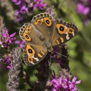 Junonia villida at Acton, ACT - 8 Feb 2019