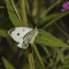 Pieris rapae (Cabbage White) at ANBG - 7 Feb 2019 by Alison Milton