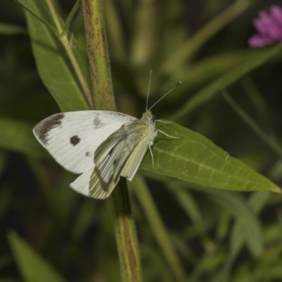 Pieris rapae (Cabbage White) at Acton, ACT - 7 Feb 2019 by Alison Milton