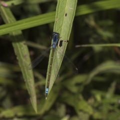 Ischnura heterosticta (Common Bluetail Damselfly) at ANBG - 7 Feb 2019 by Alison Milton