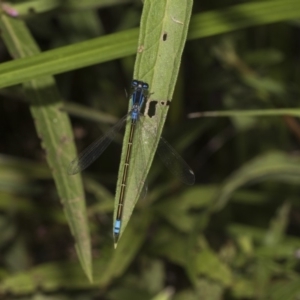 Ischnura heterosticta at Acton, ACT - 8 Feb 2019