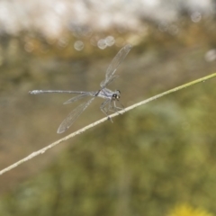 Austroargiolestes icteromelas (Common Flatwing) at ANBG - 7 Feb 2019 by Alison Milton