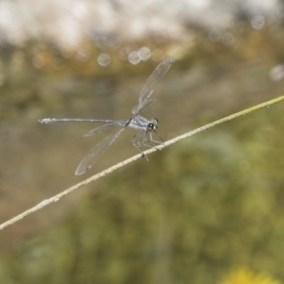 Austroargiolestes icteromelas (Common Flatwing) at Acton, ACT - 8 Feb 2019 by AlisonMilton