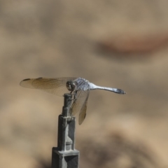 Orthetrum caledonicum (Blue Skimmer) at Acton, ACT - 8 Feb 2019 by Alison Milton