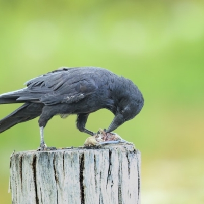 Corvus mellori (Little Raven) at Bournda Environment Education Centre - 7 Feb 2019 by Leo