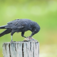Corvus mellori (Little Raven) at Wallagoot, NSW - 7 Feb 2019 by Leo