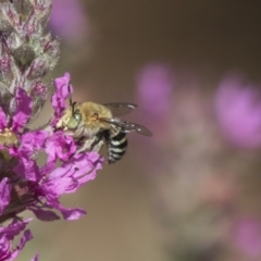 Amegilla sp. (genus) (Blue Banded Bee) at Acton, ACT - 8 Feb 2019 by Alison Milton