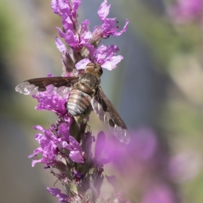 Balaana sp. (genus) (Bee Fly) at Acton, ACT - 7 Feb 2019 by Alison Milton