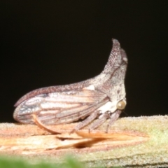 Ceraon sp. (genus) (2-horned tree hopper) at Ainslie, ACT - 6 Feb 2019 by jb2602