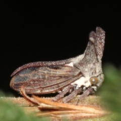 Ceraon sp. (genus) at Ainslie, ACT - 6 Feb 2019