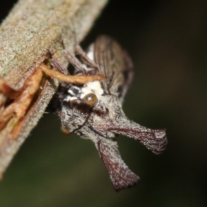 Ceraon sp. (genus) at Ainslie, ACT - 6 Feb 2019