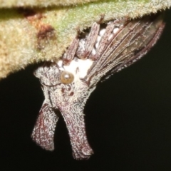 Ceraon sp. (genus) at Ainslie, ACT - 6 Feb 2019