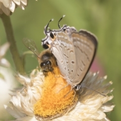 Jalmenus ictinus (Stencilled Hairstreak) at Acton, ACT - 8 Feb 2019 by Alison Milton