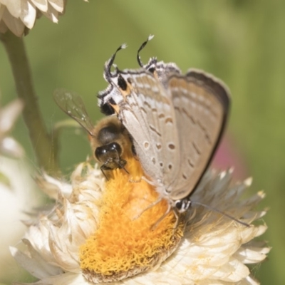 Jalmenus ictinus (Stencilled Hairstreak) at ANBG - 7 Feb 2019 by Alison Milton