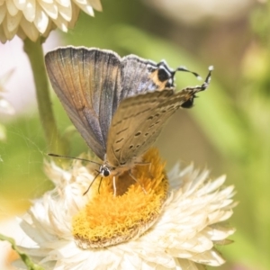 Jalmenus ictinus at Acton, ACT - 8 Feb 2019