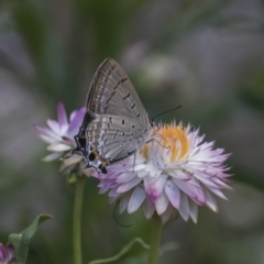 Jalmenus ictinus at Acton, ACT - 8 Feb 2019