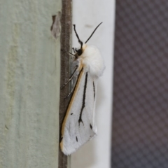 Paramsacta marginata (Donovan's Tiger Moth) at Michelago, NSW - 2 Feb 2019 by Illilanga