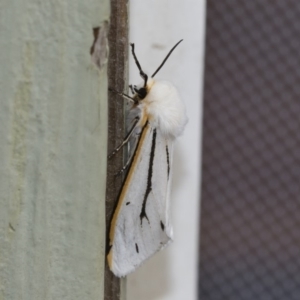 Aloa marginata at Michelago, NSW - 2 Feb 2019 01:00 PM