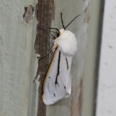 Aloa marginata at Michelago, NSW - 2 Feb 2019