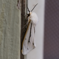 Aloa marginata at Michelago, NSW - 2 Feb 2019 01:00 PM