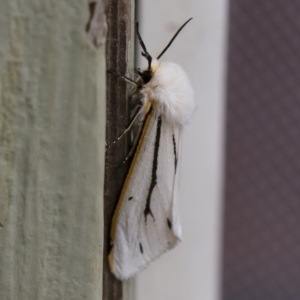 Aloa marginata at Michelago, NSW - 2 Feb 2019