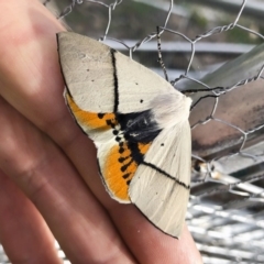 Gastrophora henricaria (Fallen-bark Looper, Beautiful Leaf Moth) at Michelago, NSW - 3 Jan 2019 by Illilanga