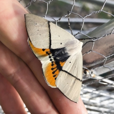 Gastrophora henricaria (Fallen-bark Looper, Beautiful Leaf Moth) at Illilanga & Baroona - 2 Jan 2019 by Illilanga