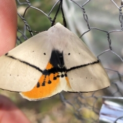 Gastrophora henricaria at Michelago, NSW - 3 Jan 2019