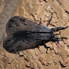 Heoclisis fundata (Antlion lacewing) at Wanniassa, ACT - 8 Feb 2019 by JohnBundock