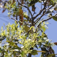 Gerygone olivacea (White-throated Gerygone) at Michelago, NSW - 11 Jan 2019 by Illilanga