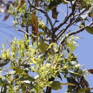 Gerygone olivacea at Michelago, NSW - 12 Jan 2019