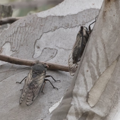 Psaltoda moerens (Redeye cicada) at Michelago, NSW - 30 Dec 2018 by Illilanga