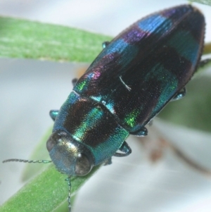 Melobasis sp. (genus) at Nimmo, NSW - 1 Feb 2019