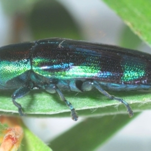 Melobasis sp. (genus) at Nimmo, NSW - 1 Feb 2019