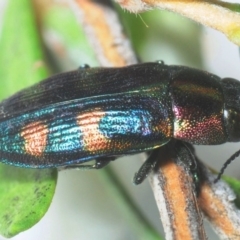 Melobasis sp. (genus) (Unidentified Melobasis jewel Beetle) at Nimmo, NSW - 30 Jan 2019 by Harrisi