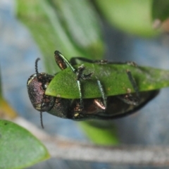 Melobasis sp. (genus) at Nimmo, NSW - 30 Jan 2019 07:07 PM