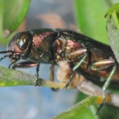 Melobasis sp. (genus) at Nimmo, NSW - 30 Jan 2019