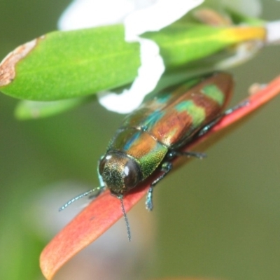 Melobasis sp. (genus) (Unidentified Melobasis jewel Beetle) at Nimmo, NSW - 6 Feb 2019 by Harrisi