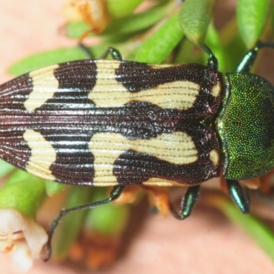 Castiarina flavopurpurea (A Jewel Beetle) at Kosciuszko National Park, NSW - 7 Feb 2019 by Harrisi