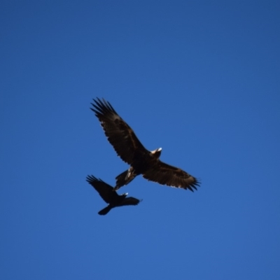 Aquila audax (Wedge-tailed Eagle) at Pialligo, ACT - 13 Sep 2018 by millsse