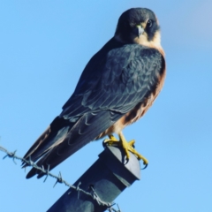 Falco longipennis (Australian Hobby) at Majura, ACT - 20 Jul 2017 by millsse
