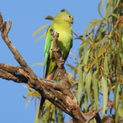 Polytelis swainsonii (Superb Parrot) at Cook, ACT - 9 Feb 2019 by HelenCross